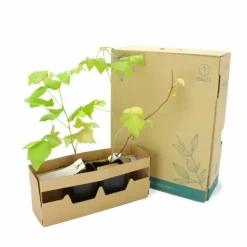 PÉPINIÈRES NAUDET - Framboisier 'meeker' bio (rubus idaeus 'meeker')