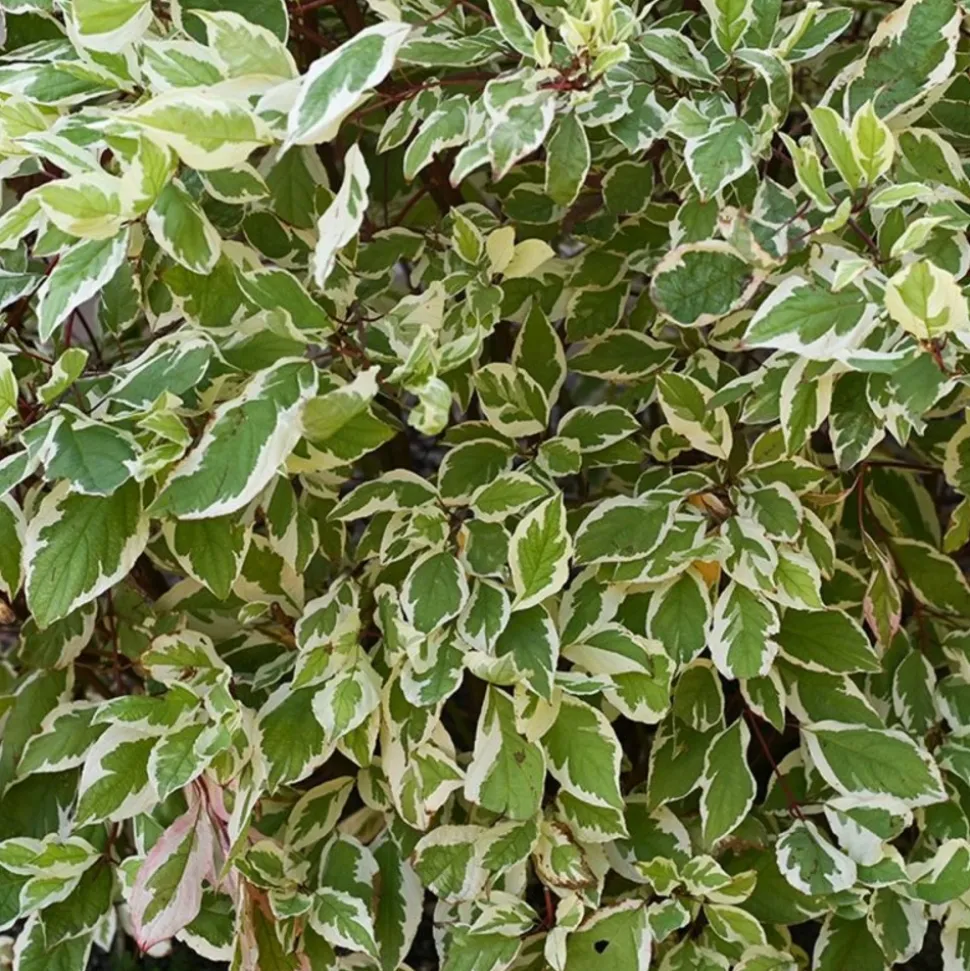 PÉPINIÈRES NAUDET - Fusain du japon 'bravo' (euonymus japonicus 'bravo')
