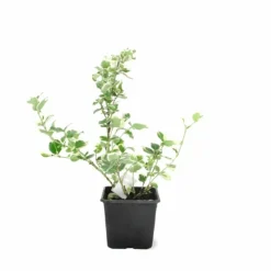 PÉPINIÈRES NAUDET - Fusain de fortune 'emerald gaiety' (euonymus fortunei 'emerald gaiety')