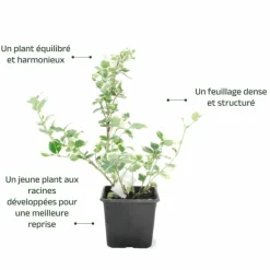 PÉPINIÈRES NAUDET - Fusain de fortune 'emerald gaiety' (euonymus fortunei 'emerald gaiety')