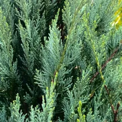 PÉPINIÈRES NAUDET - Genévrier de virginie blue arrow - godet 9cm