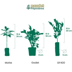 PÉPINIÈRES NAUDET - Genévrier de virginie blue arrow - godet 9cm