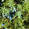 PÉPINIÈRES NAUDET - Genévrier commun (juniperus communis) - godet - taille 15/30cm