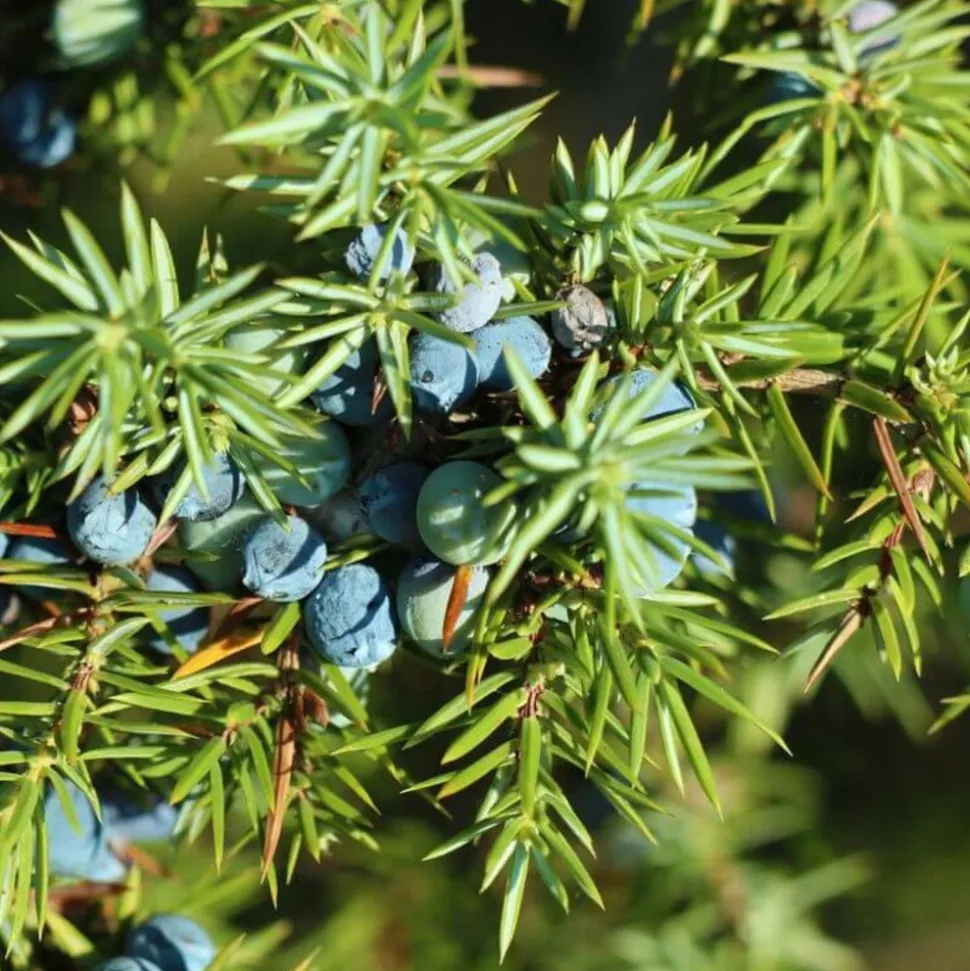PÉPINIÈRES NAUDET - Genévrier commun (juniperus communis) - godet - taille 15/30cm