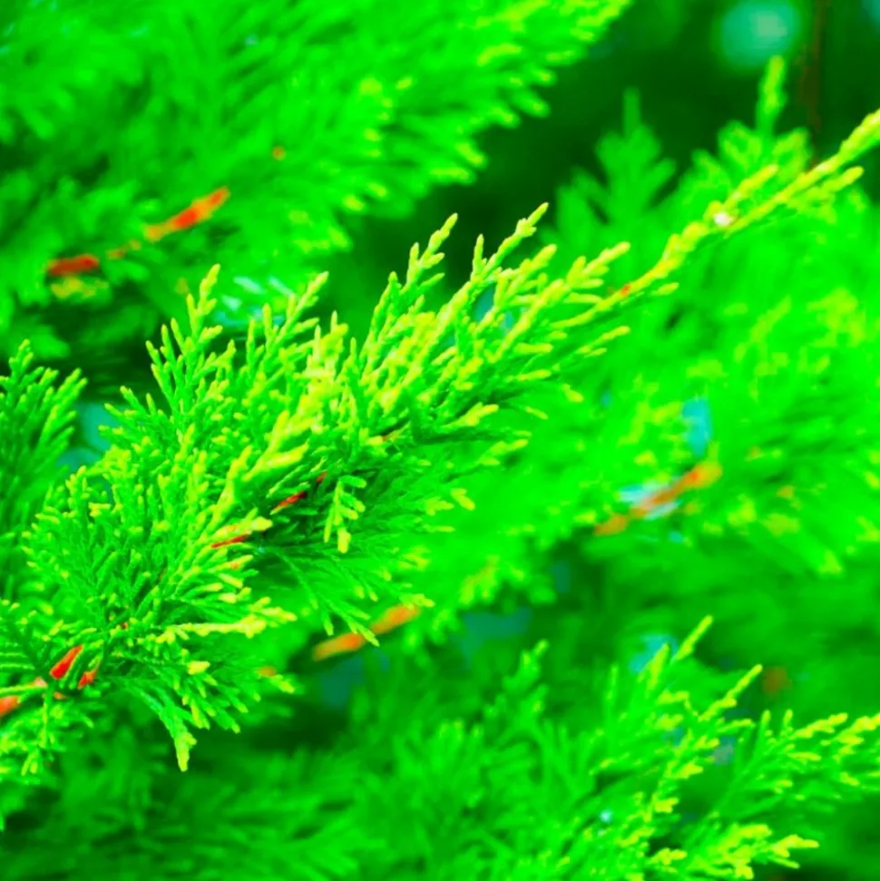 PÉPINIÈRES NAUDET - Haie de cyprès de leyland (cupressocyparis leylandii) - 20 arbustes