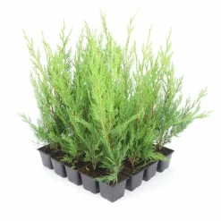 PÉPINIÈRES NAUDET - Haie de cyprès de leyland (cupressocyparis leylandii) - 20 arbustes