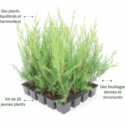 PÉPINIÈRES NAUDET - Haie de cyprès de leyland (cupressocyparis leylandii) - 20 arbustes