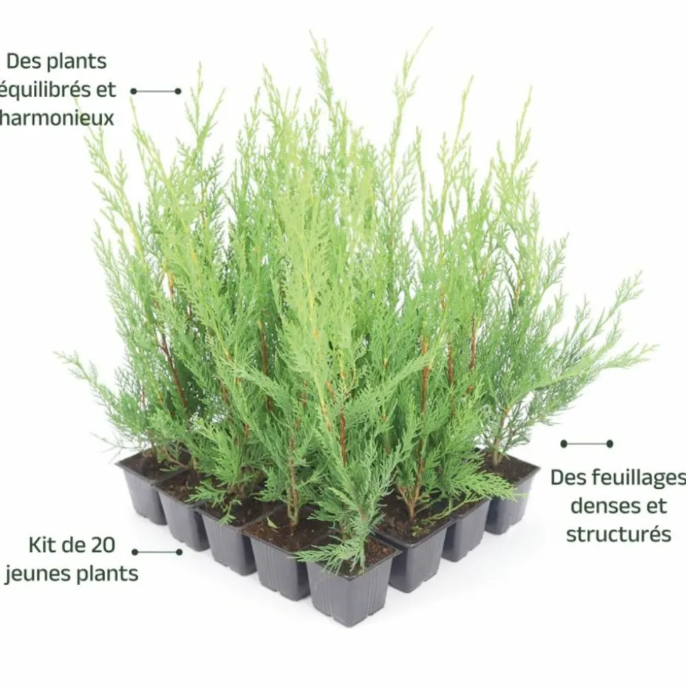 PÉPINIÈRES NAUDET - Haie de cyprès de leyland (cupressocyparis leylandii) - 20 arbustes