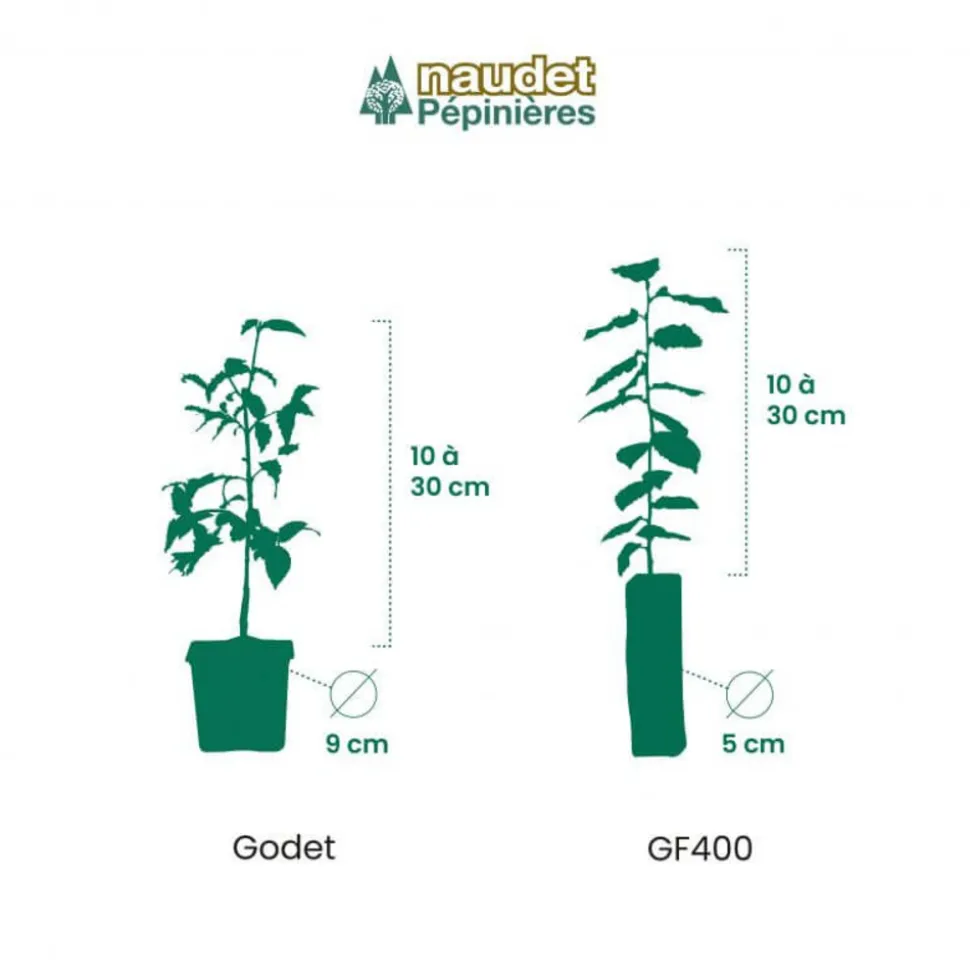 PÉPINIÈRES NAUDET - Haie de cyprès de leyland (cupressocyparis leylandii) - 20 arbustes