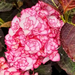 PÉPINIÈRES NAUDET - Hortensia à grandes feuilles 'miss saori' ® (hydrangea macrophylla 'miss saori' ®)