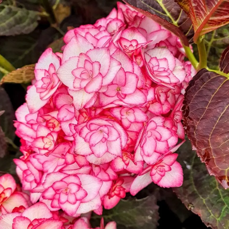 PÉPINIÈRES NAUDET - Hortensia à grandes feuilles 'miss saori' ® (hydrangea macrophylla 'miss saori' ®)