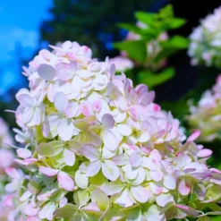 PÉPINIÈRES NAUDET - Hortensia paniculé 'grandiflora' (hydrangea paniculata 'grandiflora')