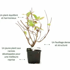 PÉPINIÈRES NAUDET - Hortensia paniculé 'grandiflora' (hydrangea paniculata 'grandiflora')