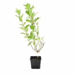 PÉPINIÈRES NAUDET - Hortensia paniculé 'kyushu' (hydrangea paniculata 'kyushu')