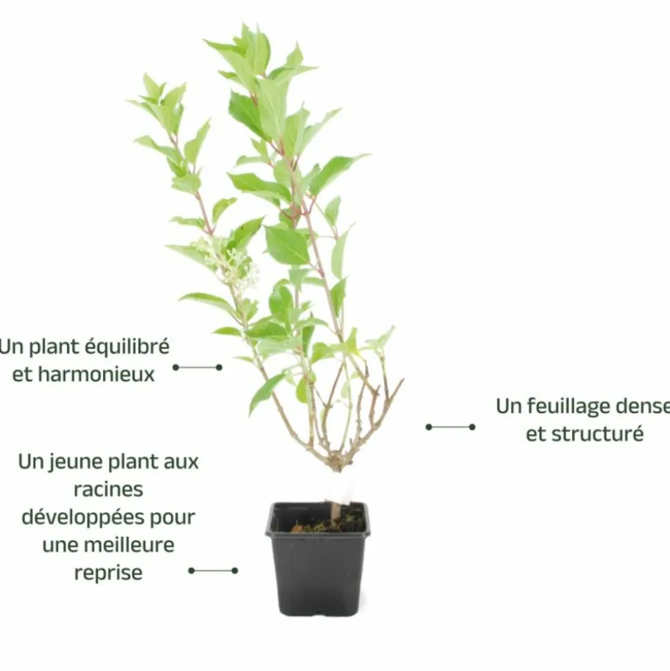 PÉPINIÈRES NAUDET - Hortensia paniculé 'kyushu' (hydrangea paniculata 'kyushu')