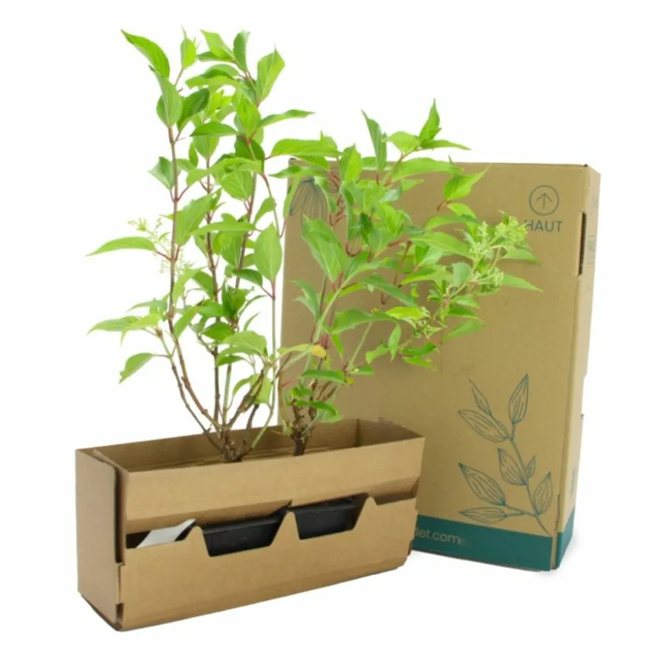 PÉPINIÈRES NAUDET - Hortensia paniculé 'kyushu' (hydrangea paniculata 'kyushu')