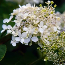 PÉPINIÈRES NAUDET - Hortensia grimpant 'petiolaris' (hydrangea)