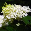 PÉPINIÈRES NAUDET - Hortensia paniculé 'dentelle de gorron' (hydrangea paniculata)