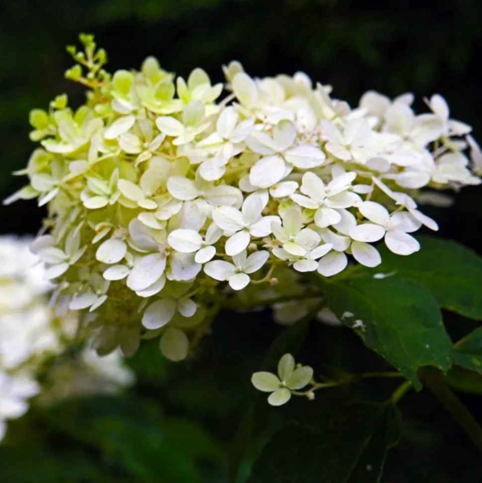 PÉPINIÈRES NAUDET - Hortensia paniculé 'dentelle de gorron' (hydrangea paniculata)