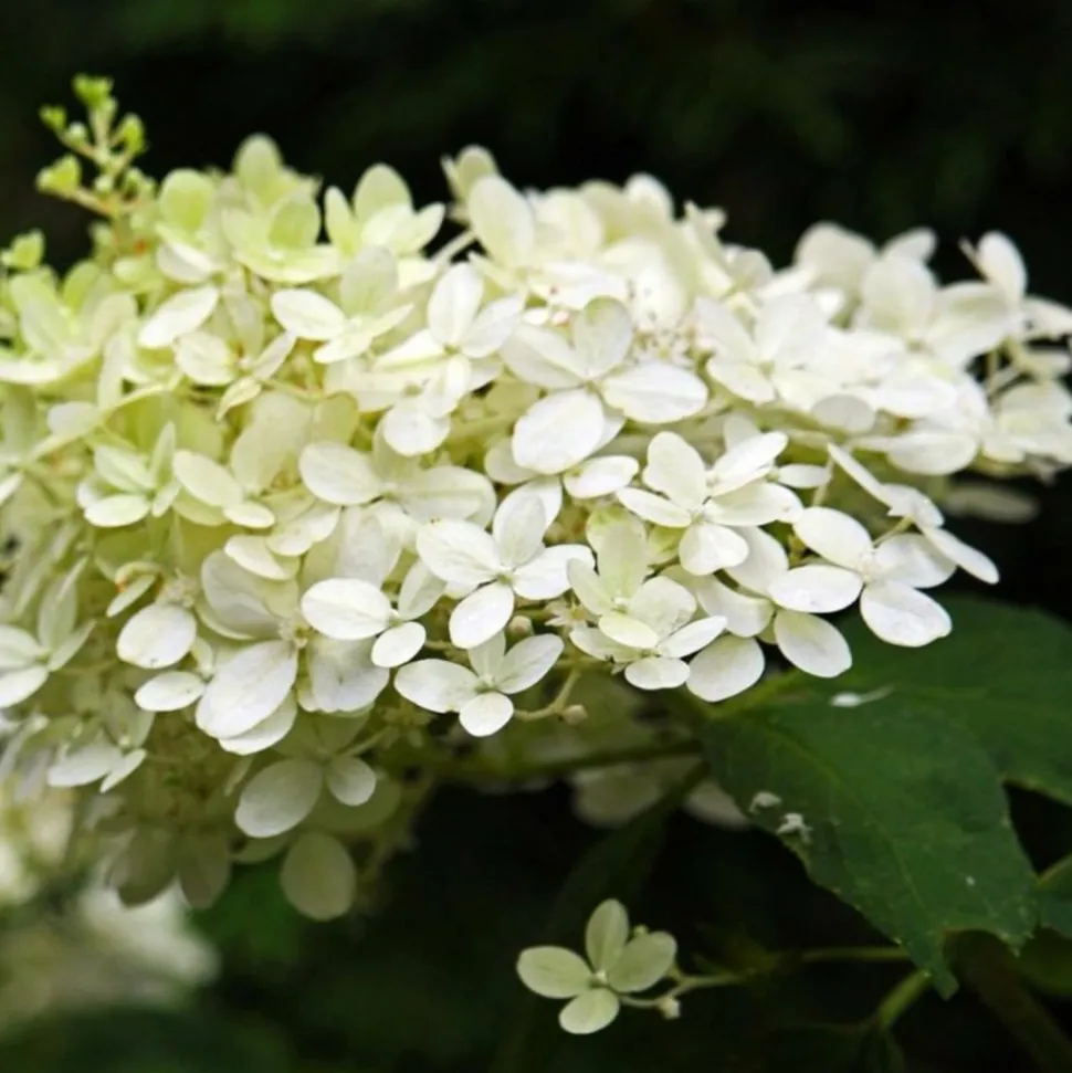 PÉPINIÈRES NAUDET - Hortensia paniculé 'silver dollar' (hydrangea paniculata)