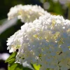 PÉPINIÈRES NAUDET - Hortensia paniculé 'unique' (hydrangea paniculata 'unique')