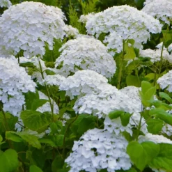 PÉPINIÈRES NAUDET - Hortensia 'annabelle' (hydrangea arborescens 'annabelle')
