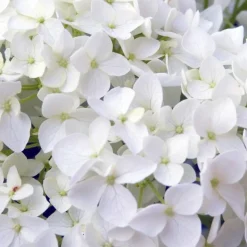 PÉPINIÈRES NAUDET - Hortensia 'annabelle' (hydrangea arborescens 'annabelle')