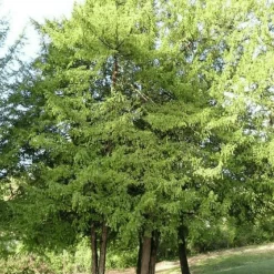 PÉPINIÈRES NAUDET - If commun (taxus baccata) - godet - taille 13/25cm