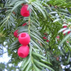 PÉPINIÈRES NAUDET - If commun (taxus baccata) - godet - taille 13/25cm