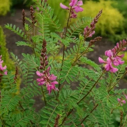 PÉPINIÈRES NAUDET - Indigotier rose (indigofera heterantha)