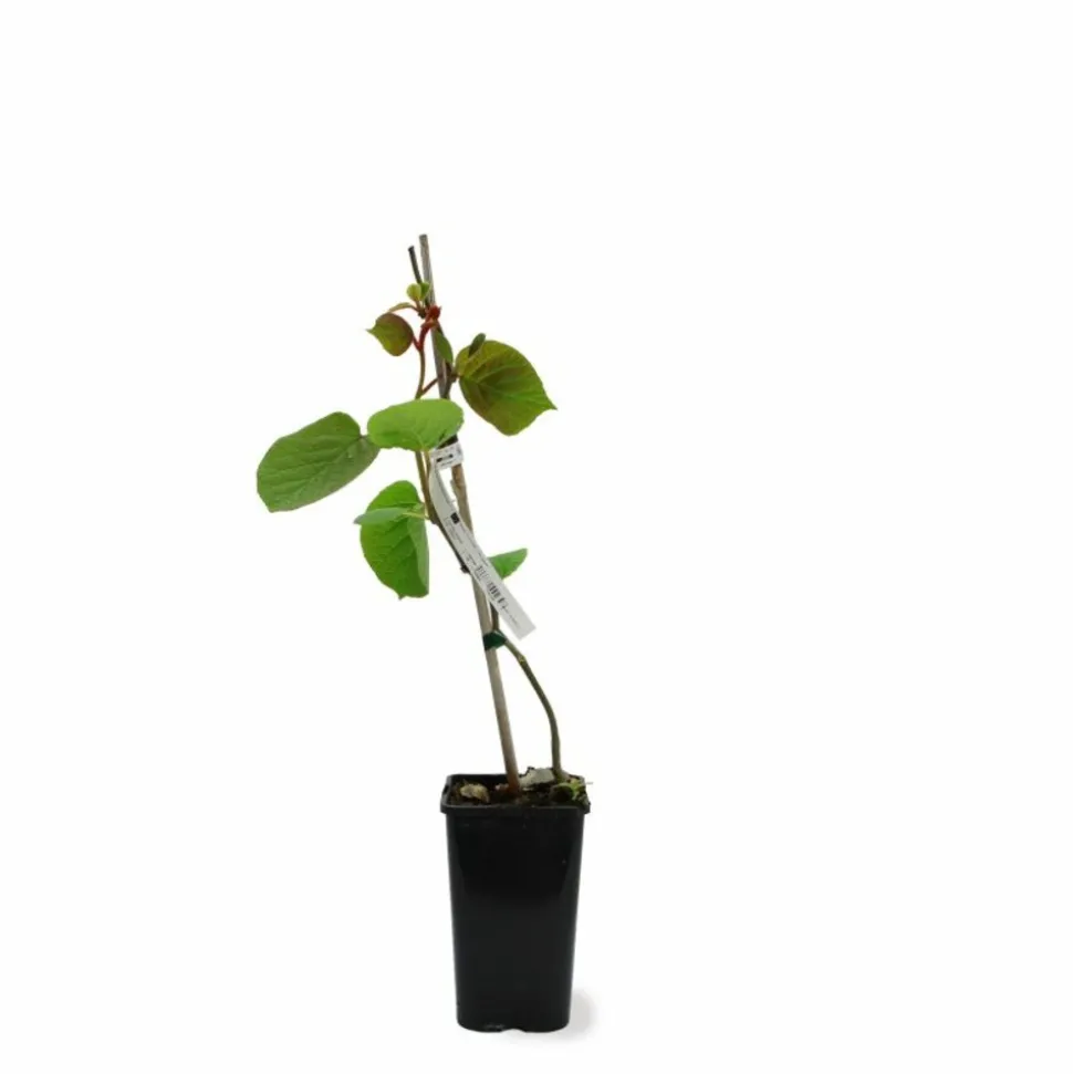 PÉPINIÈRES NAUDET - Kiwi autofertile 'solo' (actinidia deliciosa 'solo')