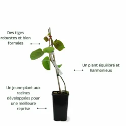 PÉPINIÈRES NAUDET - Kiwi autofertile 'solo' (actinidia deliciosa 'solo')