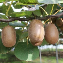 PÉPINIÈRES NAUDET - Kiwi autofertile 'jenny' (actinidia deliciosa 'jenny')