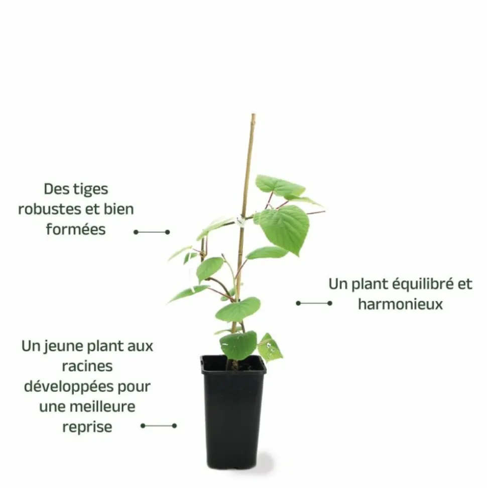 PÉPINIÈRES NAUDET - Kiwi autofertile 'jenny' (actinidia deliciosa 'jenny')