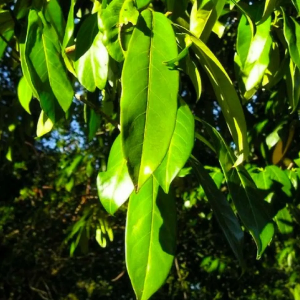 PÉPINIÈRES NAUDET - Laurier cerise ou laurier palme du caucase (prunus laurocerasus 'caucasica')