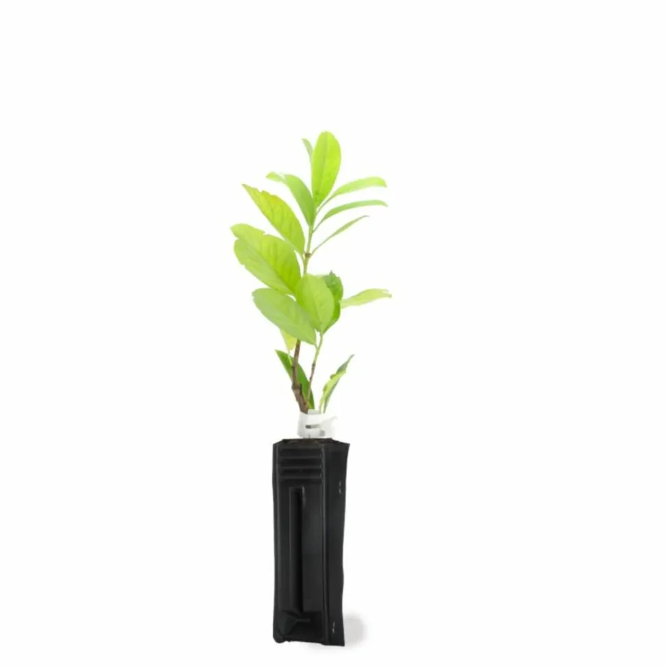 PÉPINIÈRES NAUDET - Laurier cerise ou laurier palme du caucase (prunus laurocerasus 'caucasica')