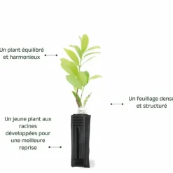 PÉPINIÈRES NAUDET - Laurier cerise ou laurier palme du caucase (prunus laurocerasus 'caucasica')