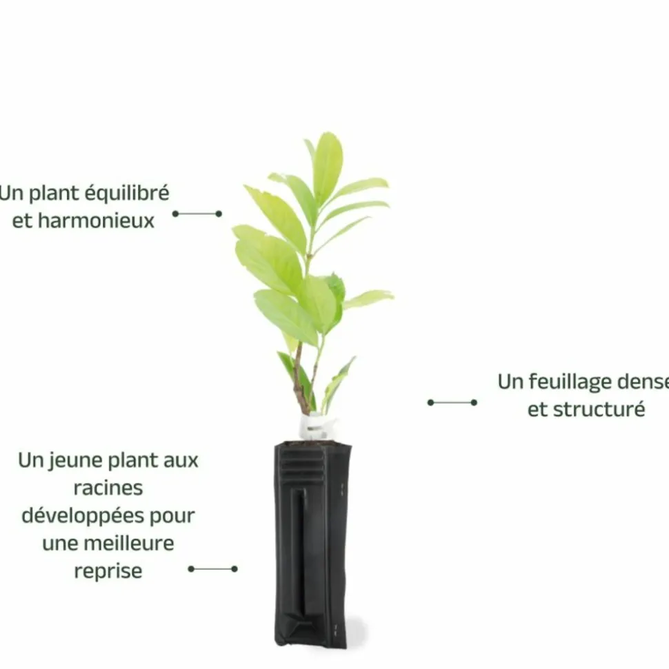 PÉPINIÈRES NAUDET - Laurier cerise ou laurier palme du caucase (prunus laurocerasus 'caucasica')