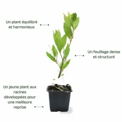 PÉPINIÈRES NAUDET - Laurier sauce (laurus nobilis)
