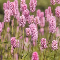 PÉPINIÈRES NAUDET - Lavande rose (lavandula angustifolia 'rosea')