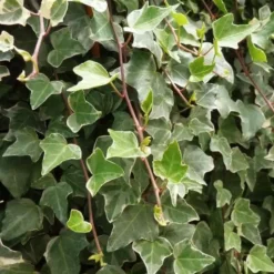 PÉPINIÈRES NAUDET - Lierre des bois 'glacier' (hedera helix 'glacier')