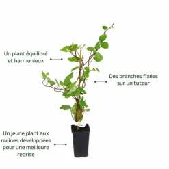 PÉPINIÈRES NAUDET - Lierre des canaries 'gloire de marengo'