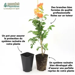 PÉPINIÈRES NAUDET - Lierre des canaries 'gloire de marengo'