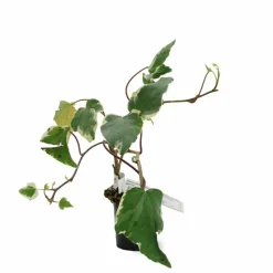 PÉPINIÈRES NAUDET - Lierre des canaries 'gloire de marengo'