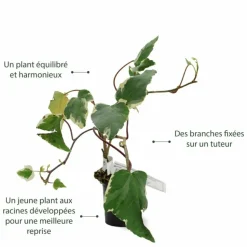 PÉPINIÈRES NAUDET - Lierre des canaries 'gloire de marengo'