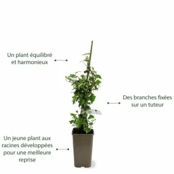 PÉPINIÈRES NAUDET - Lierre des bois 'glacier' (hedera helix 'glacier')