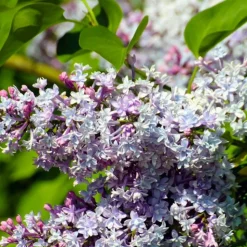 PÉPINIÈRES NAUDET - Lilas commun (syringa vulgaris)