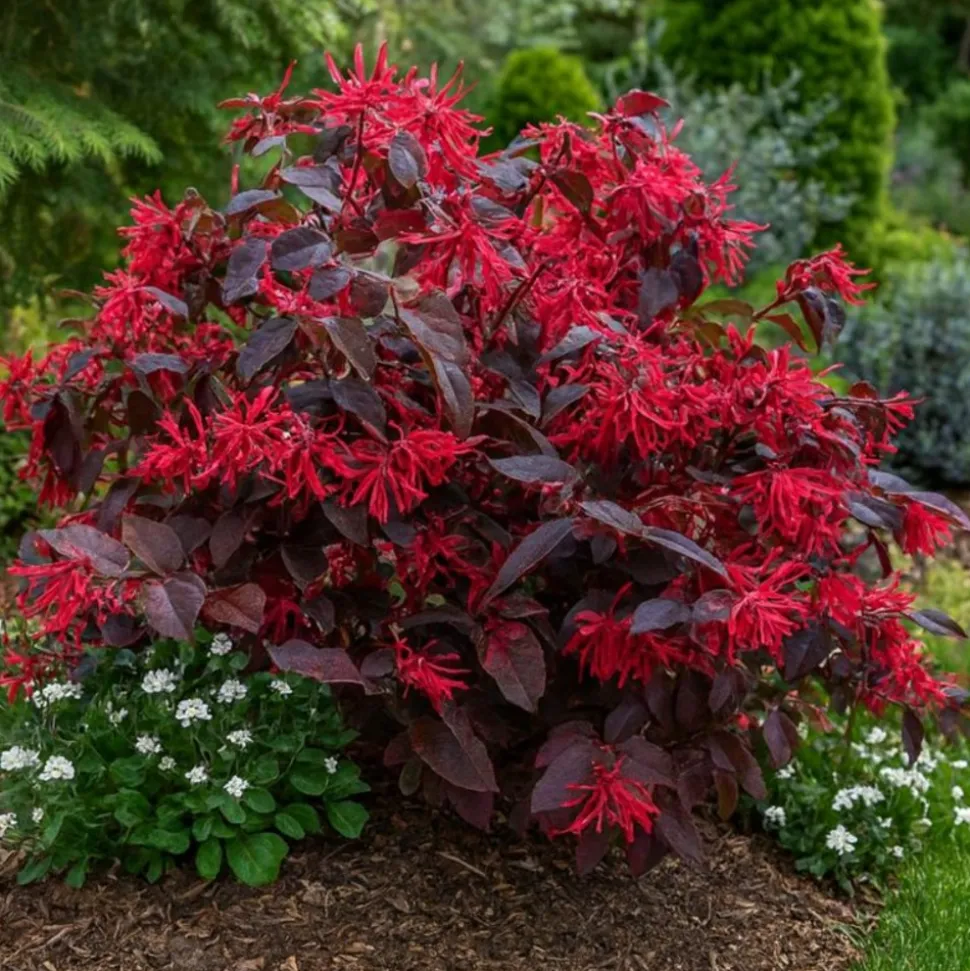 PÉPINIÈRES NAUDET - Loropétale de chine 'ever red' (loropetalum chinense 'ever red')