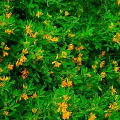 PÉPINIÈRES NAUDET - Luzerne arborescente (medicago arborea)