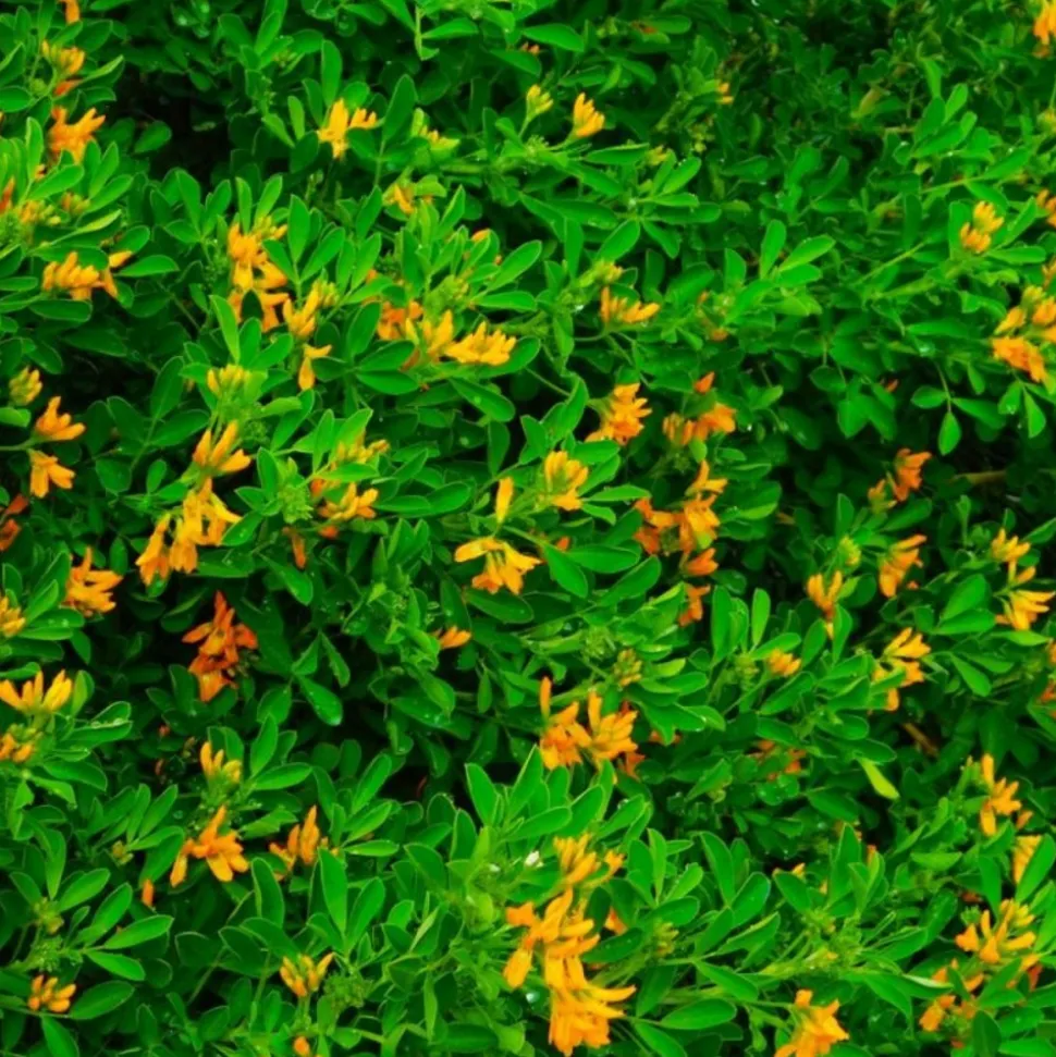 PÉPINIÈRES NAUDET - Luzerne arborescente (medicago arborea)